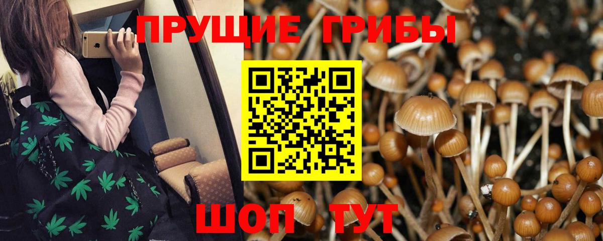 Галлюциногенные грибы Psilocybe Норильск